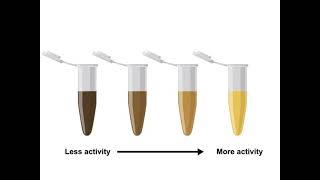 Enzyme Assays and Kinetics [upl. by Omik]