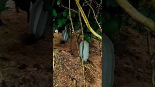 Grow big pumpkin in simple steps howtogrowafricancropsabroad gardening africanfarming agro [upl. by Atsejam]