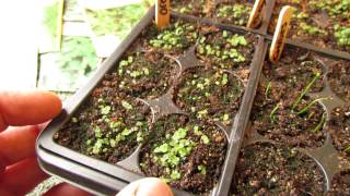 Germination Update Oregano Thyme Chives Sage and Lavender Success  MFG 2014 [upl. by Ailelc434]