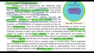 Peroxisomes and Glyoxysomes cell Organelles 11th bbiology education cell peroxisomes Glyoxysome [upl. by Aleekahs]