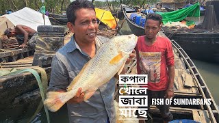 জাবা মাছে কপাল খোলে  সুন্দরবনের সবচেয়ে দামী মাছ  দুবলার চর  Sundarbans  Mohsin ul Hakim [upl. by Fontes372]