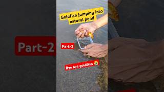 👆Goldfish jumping into NATURAL POND 🌊fishpond goldfishpond goldfish telugu [upl. by Gratia]