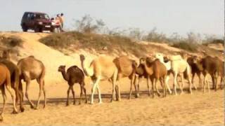 Camels in Agadir beach Imourane Morocco 17 february 2012 [upl. by Muir]