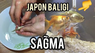 JAPON BALIĞI SAĞMA  YUMURTA DÖKME [upl. by Mcdougall]