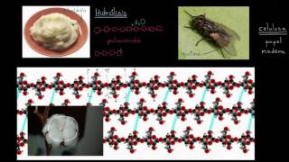 Hidrólisis  Macromoléculas  Biología  Khan Academy en Español [upl. by Laszlo]