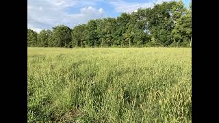 Raising Katahdin Sheep on Pasture How we do it [upl. by Mirielle]