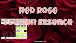 Red Rose Flower Essence  Vibrational Frequency Healing  Heart Chakra [upl. by Body]