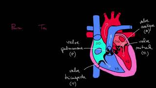 Comprendre la Systole et diastole [upl. by Lewse]