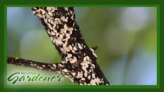 Crape Myrtle Bark Scale  Volunteer Gardener [upl. by Stella]