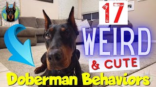 17 Weird Behaviors of the Doberman That Are REALLY Cute [upl. by Eirehs845]