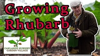 How to Grow  Rhubarb [upl. by Ettelra]