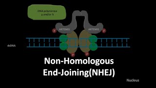 Non homologous end joining DNA repair [upl. by Ross]