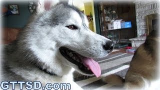 Siberian Husky Howl Howling Dog [upl. by Aduh138]