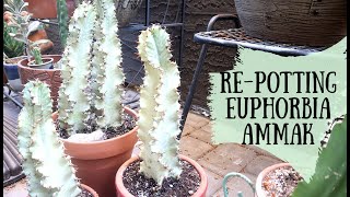 Repotting Euphorbia Ammak Variegated [upl. by Rodama]