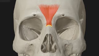 Procerus muscle function [upl. by Kciv]