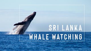 😯🐳 Whale watching in Sri Lanka 🇱🇰  Indian Ocean  Mirissa Beach 2020 [upl. by Coumas273]