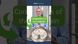 How Does the Midbrain Control Movement and Vision 🧠🔍 [upl. by Enytsirk101]