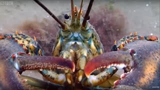 Lobsters At War  Blue Planet  BBC Earth [upl. by Adonis]