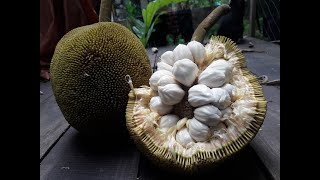 Artocarpus odoratissimus [upl. by Zosima]