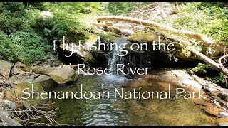 Fly Fishing on the Rose River  Shenandoah National Park [upl. by Eddana]