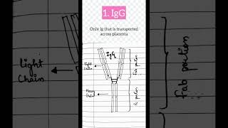 Immunoglobulin G IgG IgGsize IgG normal range immunity [upl. by Nobell836]