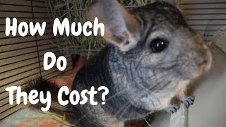 How Much Do Chinchillas Cost [upl. by Nidraj]