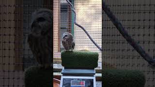 Tootsies weight Northern Sawwhet Owl [upl. by Yenterb795]