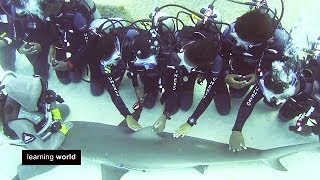 Strong Women Christina Zenato  The Shark Whisperer Learning World S4E24 33 [upl. by Sally987]