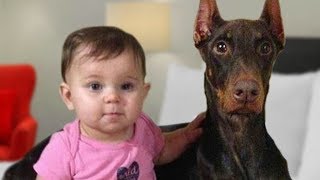 Doberman Protects Baby Compilation NEW [upl. by Aeslahc]