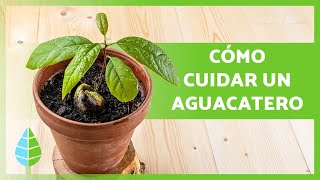 CUIDADOS del AGUACATE en MACETA 🥑🌱 ¡Riego Poda Trasplante y más [upl. by Arakal706]