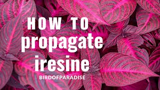 How to Grow Iresine Blazin’ Rose BloodleafWITHOUT ROOTING HORMONE Shade Plants BirdofParadise [upl. by Ardeth435]