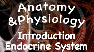 Endocrine System  Introduction to the Endocrine System 1201 [upl. by Rehpinnej]