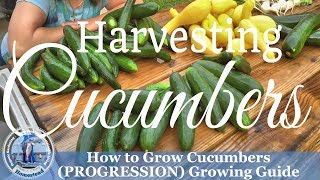 How to grow Cucumbers PROGRESSION Growing Guide  How to Harvest Cucumbers [upl. by Pallaton]