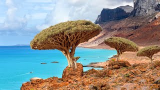 Discover Socotra Islands Hidden NATURAL WONDERS [upl. by Binetta29]