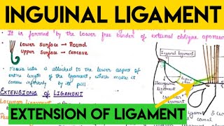 inguinal ligament anatomy [upl. by Lang]