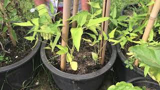 Planting Pole Beans in Containers [upl. by Yeliac]