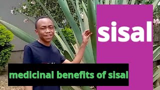 Medicinal benefits of sisal plant [upl. by Jaye705]