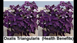 Oxalis Triangularis Health Benefits [upl. by Mcclish216]