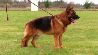 Kraftwerk K9 German Shepherd Black amp Red Gentle Giant [upl. by Slocum977]