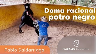 Doma de caballo negro TEMPLARIO  Pablo Saldarriaga  Doma racional  Clase magistral [upl. by Olzsal]