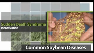 Identifying Sudden Death Syndrome in Soybean [upl. by Neehsar]