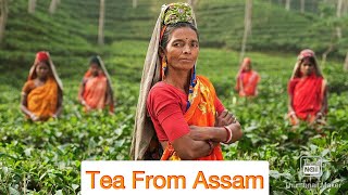 Glimpses Of India Tea From Assam  Fullहिन्दी में Explanation  Cbse  Class 10  NCERT YouTube [upl. by Valerio162]