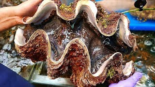 Japanese Street Food  100 GIANT CLAM Seafood Japan [upl. by Airuam]