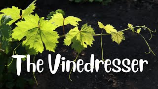 The Vinedresser [upl. by Ernaline]