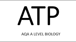 ATP  AQA A LEVEL BIOLOGY  EXAM QUESTION RUN THROUGH [upl. by Piefer]