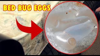 Bed Bug Eggs  How to find and kill them [upl. by Nikaniki770]