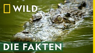 Die spannendsten KrokodilFakten  Croctober [upl. by Artie465]