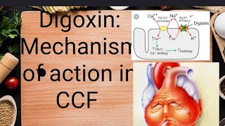 Digoxin Mechanism of action Digitalis Pharmacology Digoxin PharmcologyDigitoxin pharmacolog [upl. by Naasar382]