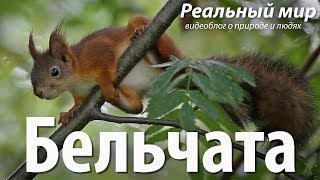 Бельчата Обыкновенная белка Paprastoji voverė Eurasian red squirrel Sciurus vulgaris [upl. by Riella]