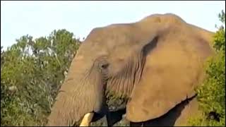 Wild Documentary LIFE Elephant [upl. by Jennette]